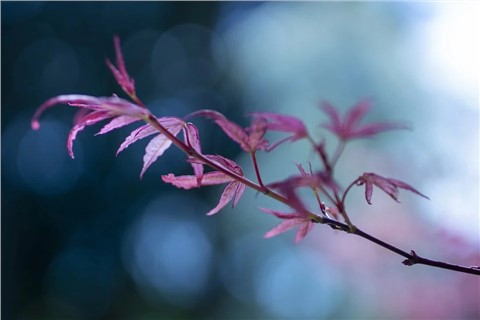 锦纶9-10月：警惕油价探底带来的利空压制