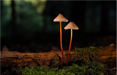 海外下游高投资扩能带动纤维出口